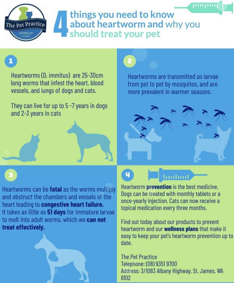 4 Things You Need to Know About Heartworm | The Pet Practice