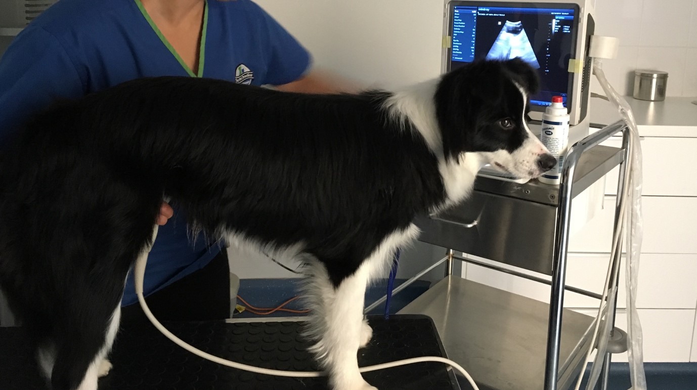 pancreatitis-in-dogs-the-pet-practice